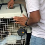 pet-relocation-guy-holding-cage-with-cat-inside